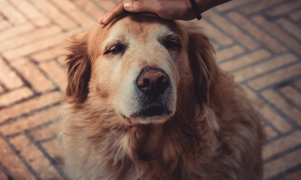 pexels-jnegrets-2123773.jpg